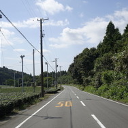 下る途中、左手には特産の茶畑が広がる