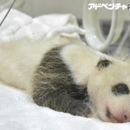 10月18日に撮影された赤ちゃんパンダのようす