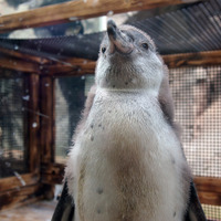 【話題】ここにも嵐!? 二宮、櫻井…アイドルペンギン現る 画像