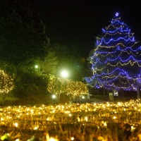 キャンパスにクリスマスの灯り…2015年大学イルミネーション情報 画像