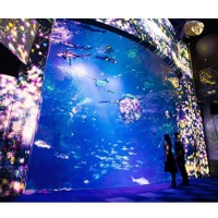 えのすい×チームラボ、12/4からクリスマス演出スタート 画像