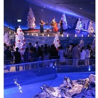 水族館でクリスマス！首都圏水族館イベントまとめ…ペンギン演奏会ほか 画像