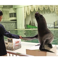 受験の神様「すべらないアシカ」が受験生を応援…京急油壺マリンパーク 画像