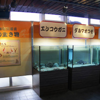 鴨シー、2016干支にちなんだ特別展示「海の申たち」1/31まで 画像
