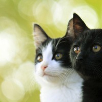 “猫映画”ブーム来たる！ 2016年は『猫よん』から『せか猫』まで続々公開 画像