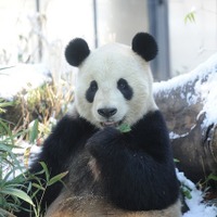 「ほっと」な魅力満載、冬の動物園・水族館…上野動物園など 画像