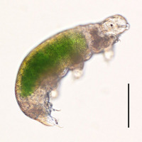 記録更新、30年冷凍保存された「クマムシ」お目覚め…繁殖成功 画像