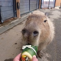カピバラと豆まき！恵方巻を食べよう…那須どうぶつ王国1/31 画像