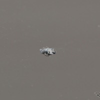 【必見】DIYでフロントガラスの小さな傷を補修する方法とコツ～Weeklyメンテナンス～ 画像