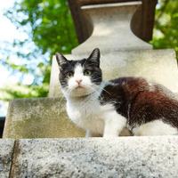 【特別映像】“女優猫”たちの超絶キュートなオフタイム到着！『猫よん。』 画像