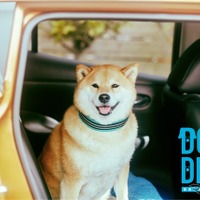 日産、犬とクルマの良い関係…獣医監修のショートムービー［動画］ 画像