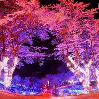 都心から1時間、さがみ湖夜桜イルミネーション3/18-4/10 画像