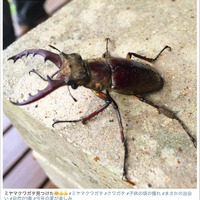 前園真聖「ミヤマクワガタ見つけた」「子供の頃の憧れ」 画像