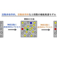 脳の発達を左右するのは育ちより遺伝？京大と九大が解明 画像