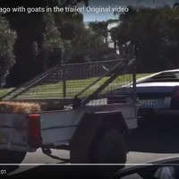 ランボルギーニ、トレーラーを牽引…荷台にヤギ［動画］ 画像
