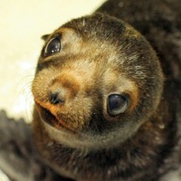 ミナミアメリカオットセイの赤ちゃんを一般公開、名前を募集 画像
