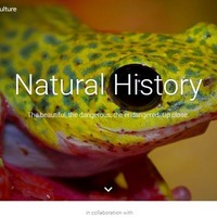 Googleバーチャルツアーに自然史コレクション追加、科博も参加 画像
