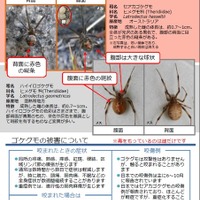 発見相次ぐ毒グモ「セアカゴケグモ」って何？ その症状と対処法 画像