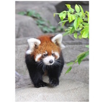 赤ちゃんレッサーパンダ「ティアラ」公開…神戸市立王子動物園 画像