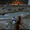 『ホワイト・ゴッド　少女と犬の狂詩曲』　2014（C）Proton Cinema, Pola Pandora, Chimney