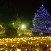 キャンパスにクリスマスの灯り…2015年大学イルミネーション情報 画像
