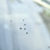 下地処理をしてからの撥水コーティング時に出来る水玉は非常に立体的で軽く吹けば飛んでいく
