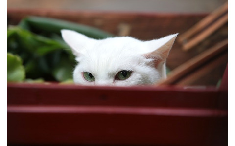 「猫侍 いやし猫DVD まるっと玉之丞」未公開写真　ー(C)2016「猫侍SP」製作委員会