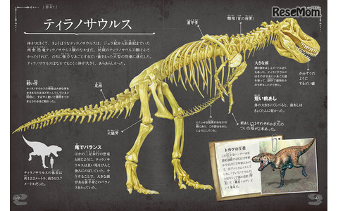 「恐竜の骨」中面イメージ