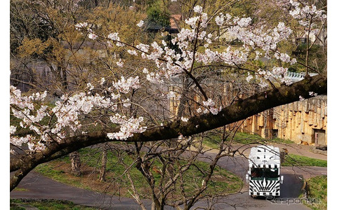 園内には桜が咲き始めていた。運行再開は早くとも2019年ごろになるという。