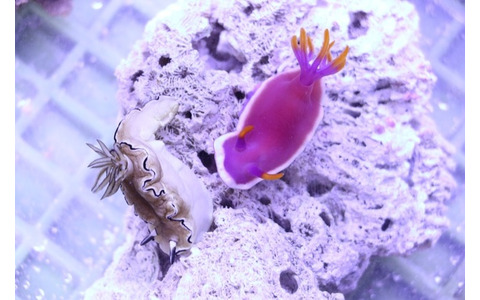 「KAWAII 不思議 AQUARIUM ～ピンクの森と青い海～」